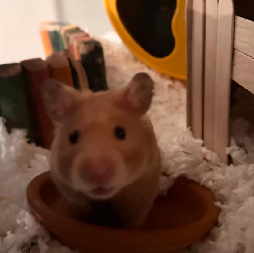 Small animal water bottle drip protector