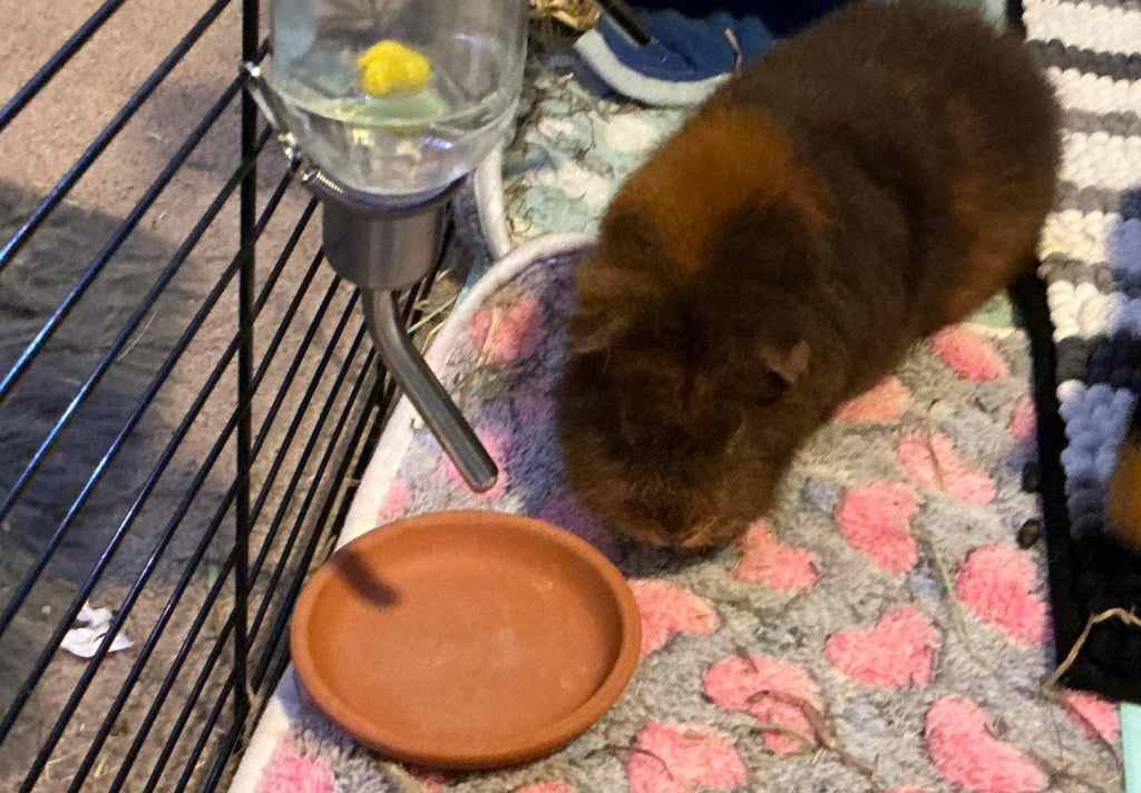 Small animal water bottle drip protector